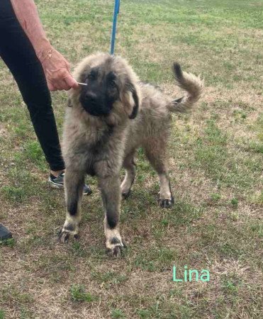 Gyönyörű és egészséges Sarplaninai kiskutyák eladók