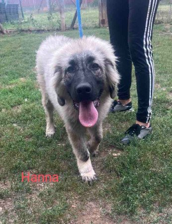 Gyönyörű és egészséges Sarplaninai kiskutyák eladók