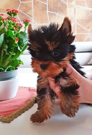 yorkshire terrier