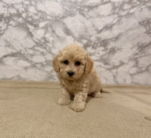 Maltipoo maltai selyem es torpe uszkar