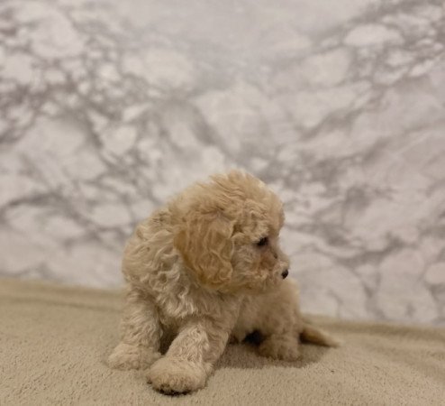 Maltipoo maltai selyem es torpe uszkar