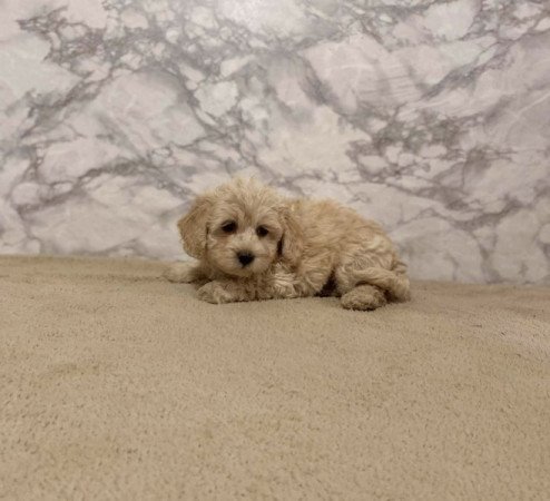 Maltipoo maltai selyem es torpe uszkar