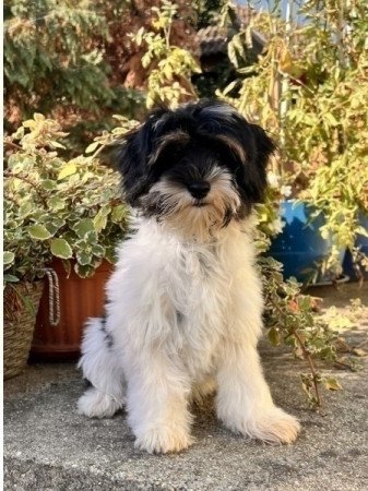 Bichon havanese