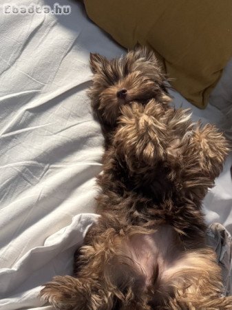 Gazdit keres Dior, a 4 hónapos yorkie kislány! 🐾