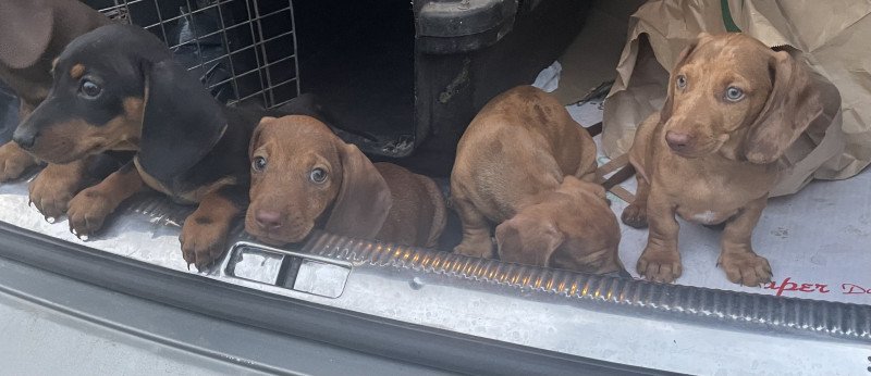 Csoki harlekin törpe tacskok