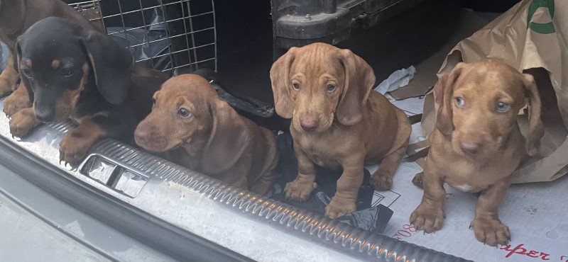 Csoki harlekin törpe tacskok