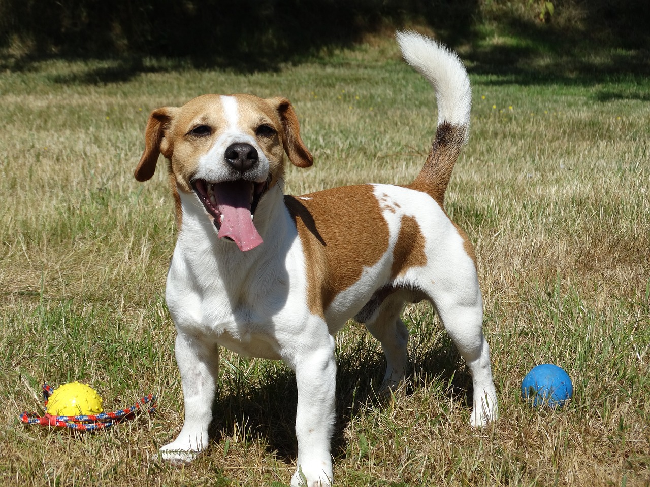 jack russell terrier