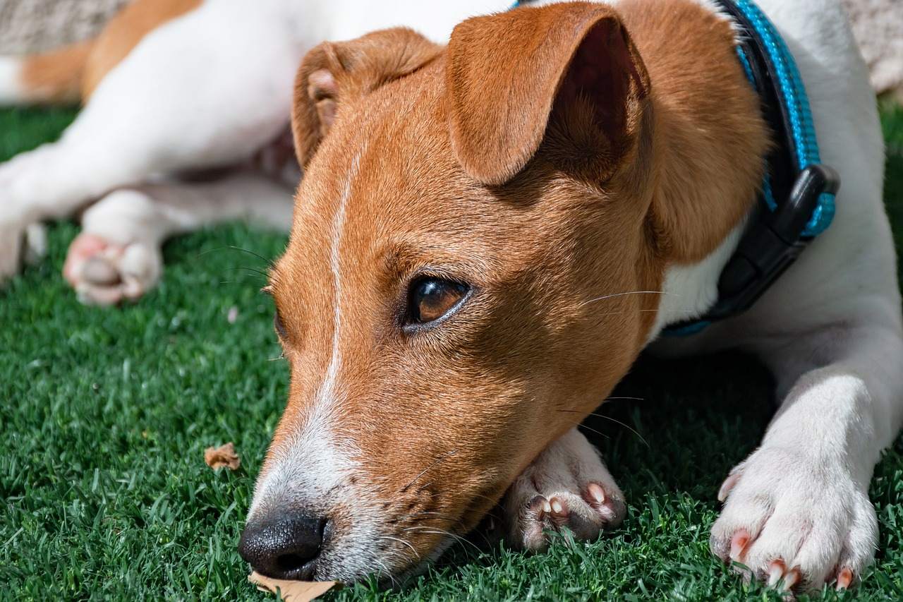 jack russell terrier