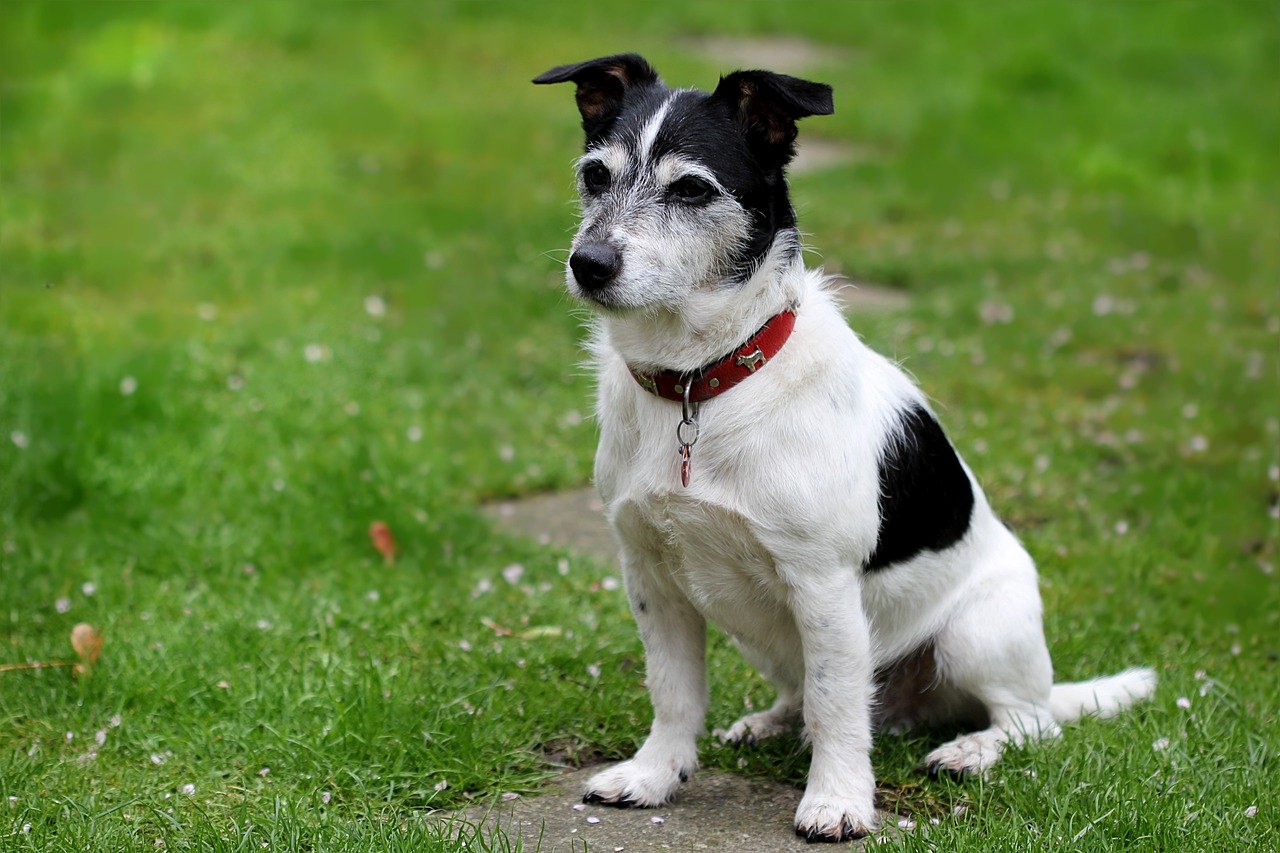 jack russell terrier