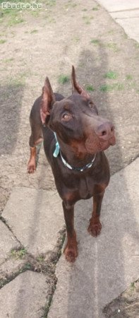 Eladó 3 éves, gyönyörű Dobermann ivaros szuka
