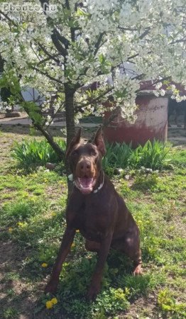 Eladó 3 éves, gyönyörű Dobermann ivaros szuka