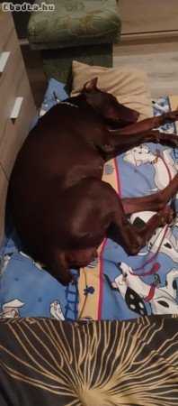 Eladó 3 éves, gyönyörű Dobermann ivaros szuka