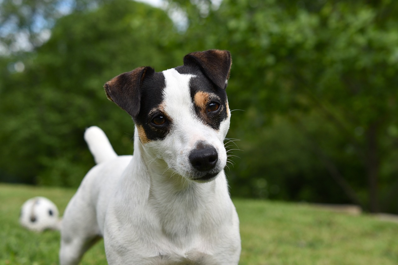 jack russell terrier