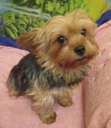 Yorkshire terrier