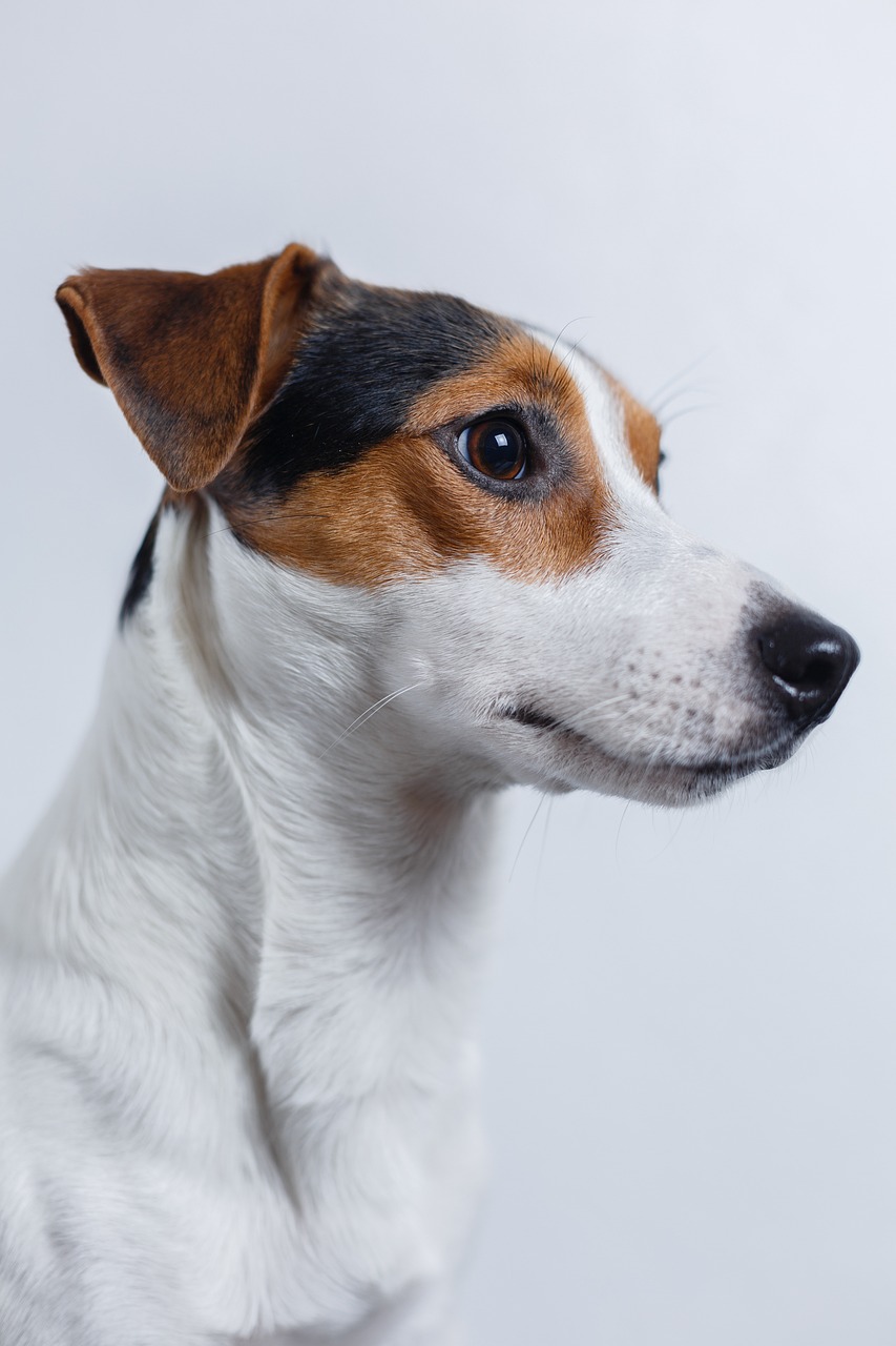 jack russell terrier