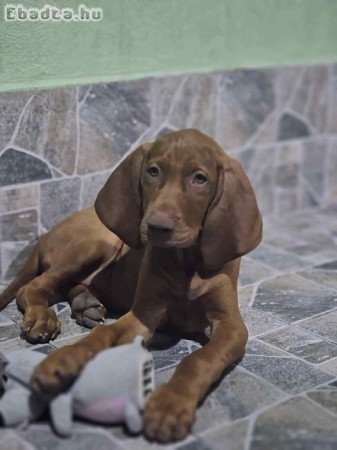 Eladó magyar vizsla kölyök