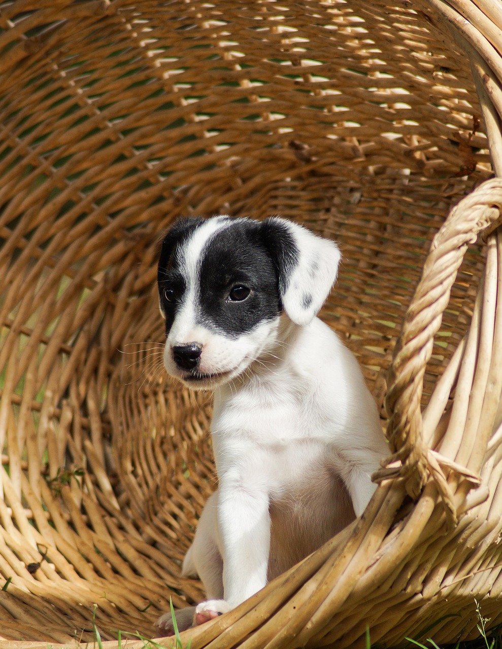 jack russell terrier