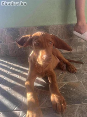 Fiú vizsla kutyus