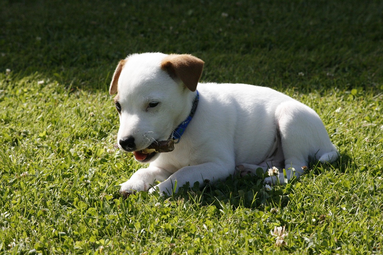 jack russell terrier