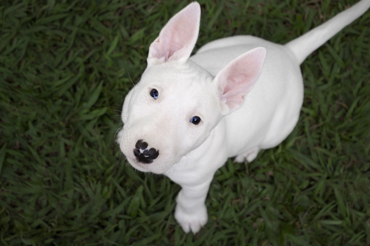 bullterrier