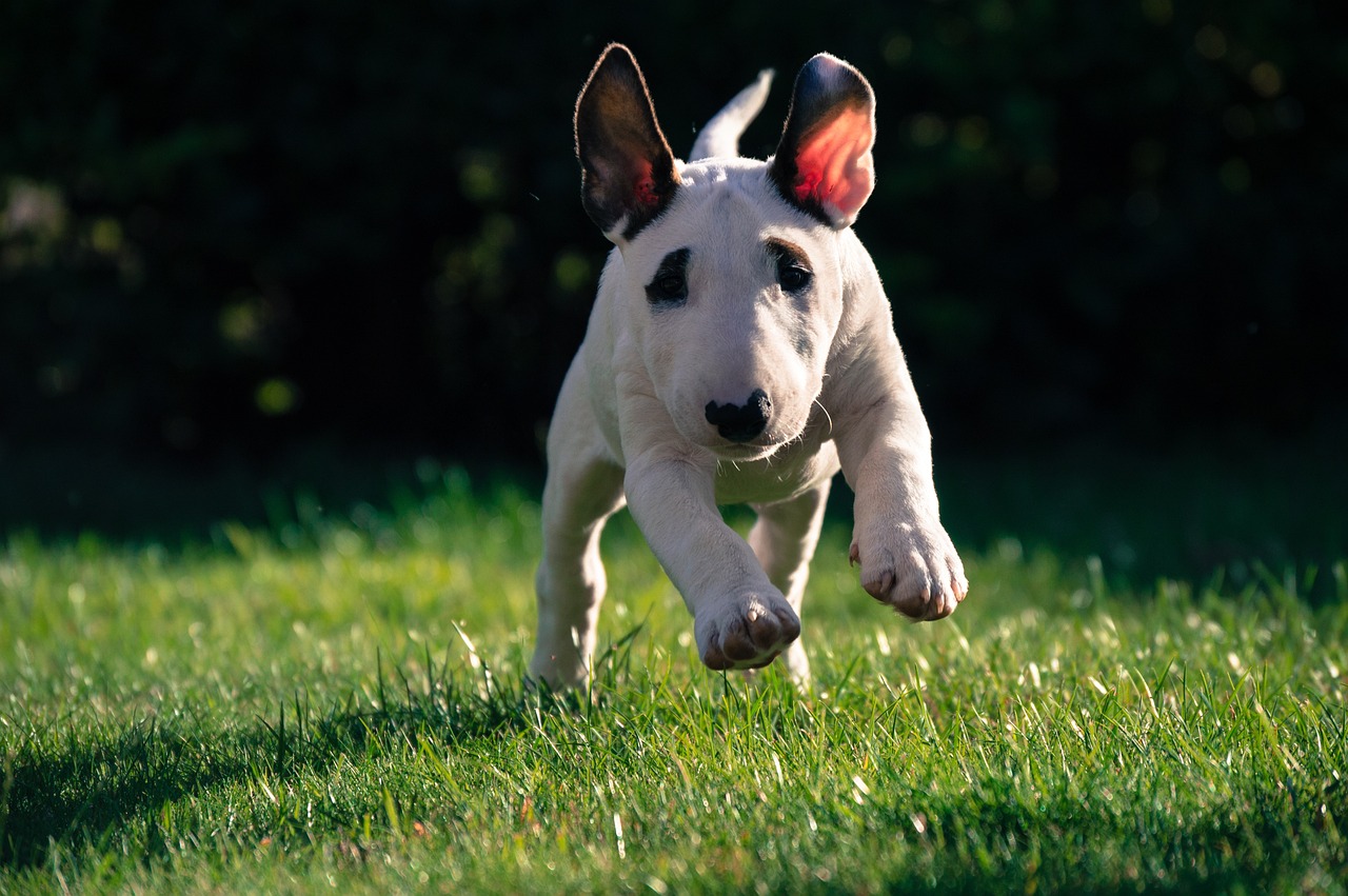 bullterrier