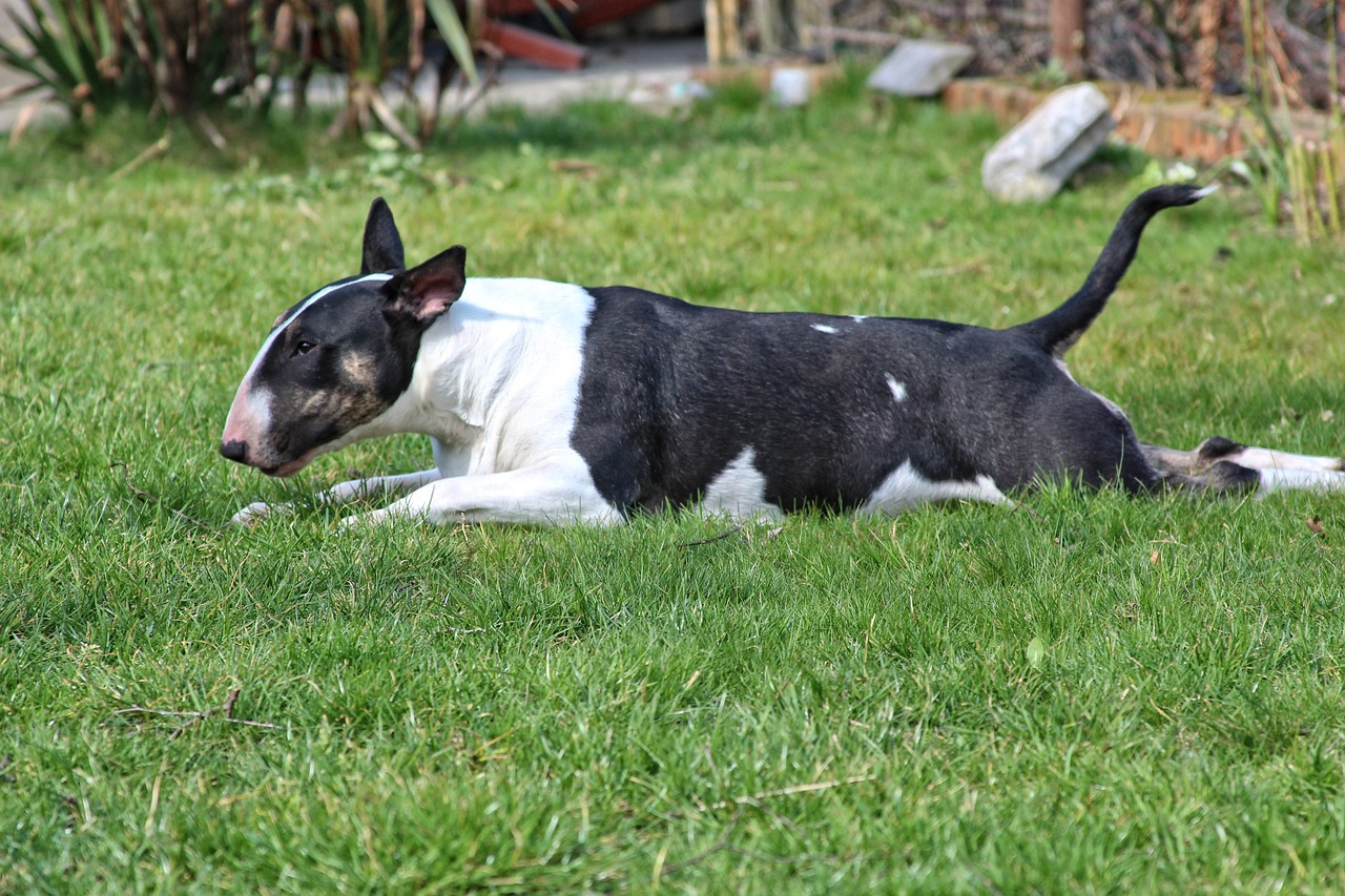 bullterrier