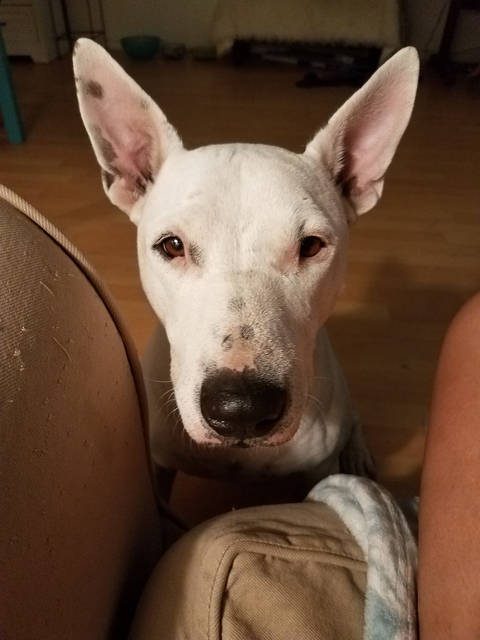 bullterrier