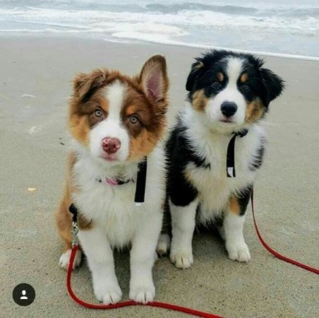 Ausztrál juhászkutya