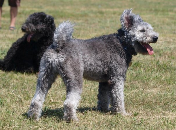 pumi