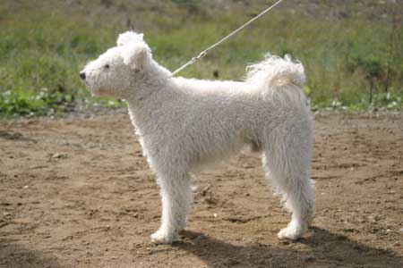 pumi