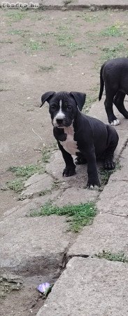 Amerikai staffordshire terrier kiskutyák