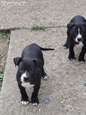 Amerikai staffordshire terrier kiskutyák
