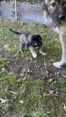 Kaukázusi Juhászkutya