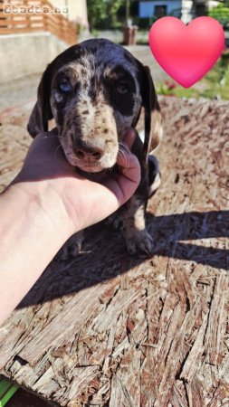 Eladó fajtatiszta standard méretű tacskó kutyák