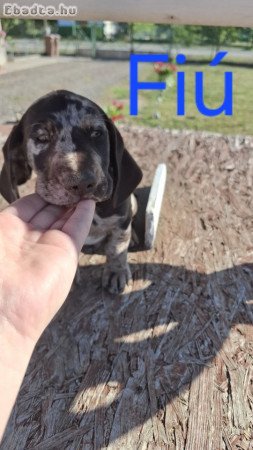 Eladó fajtatiszta standard méretű tacskó kutyák