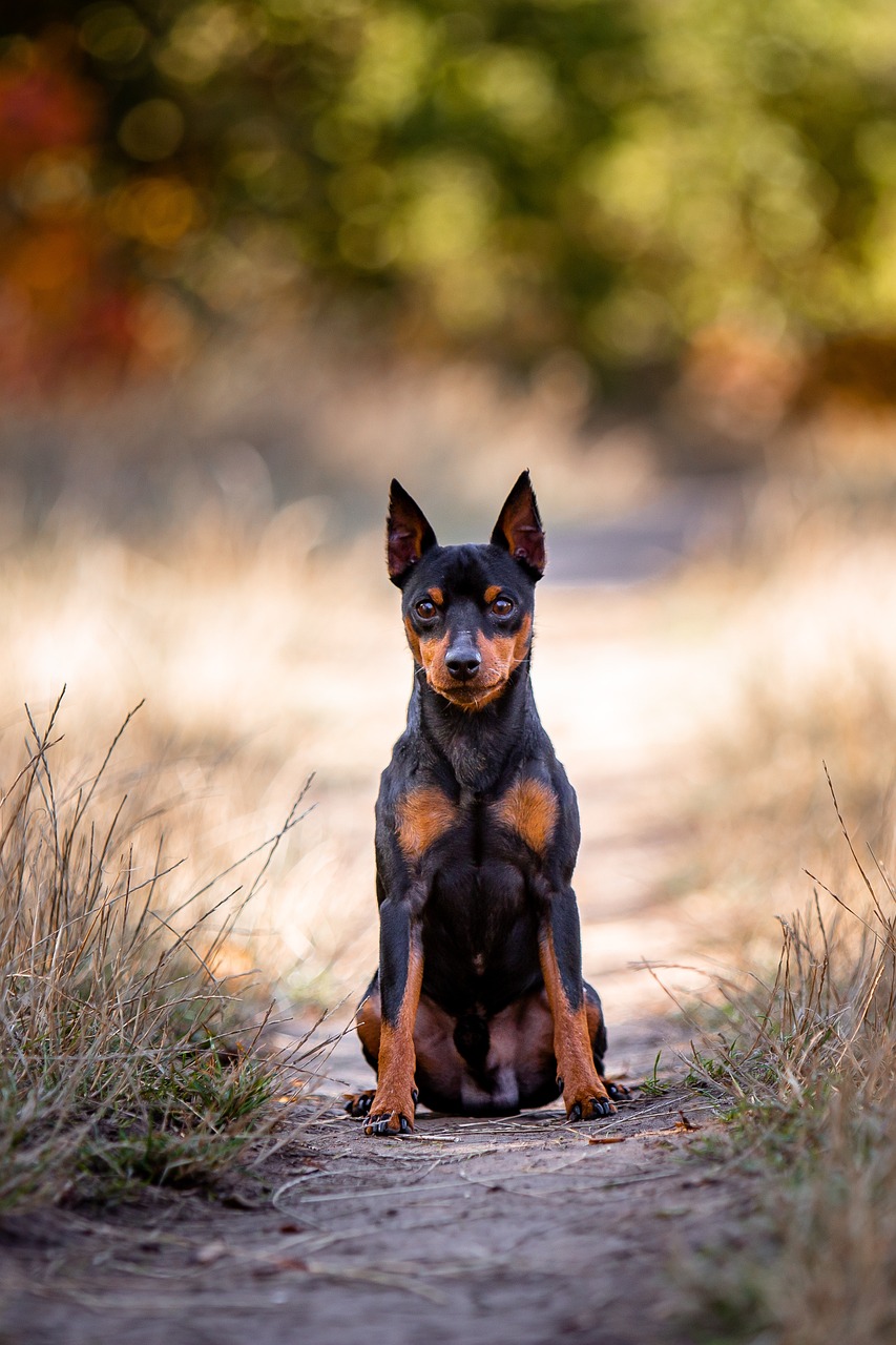 törpe pinscher