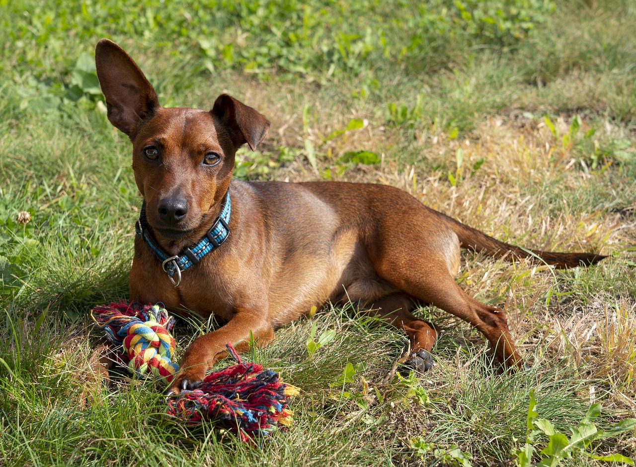 törpe pinscher