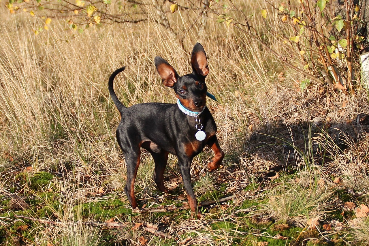 törpe pinscher