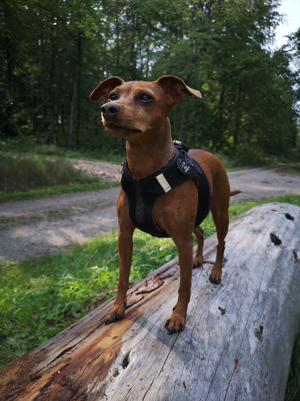 törpe pinscher