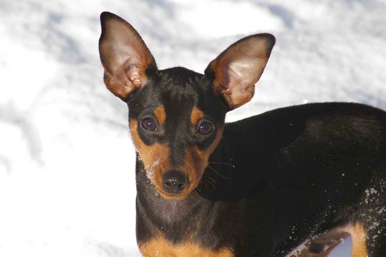 törpe pinscher