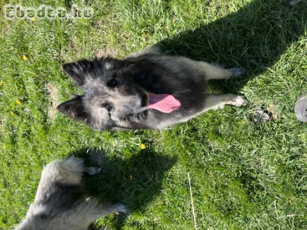 Belga Juhász Tervueren