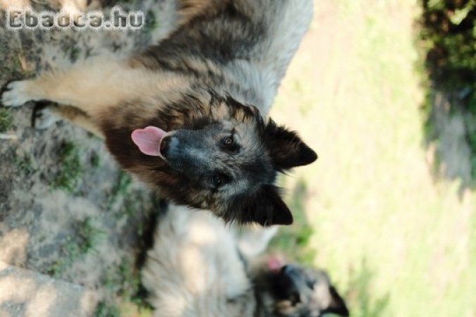 Belga Juhász Tervueren