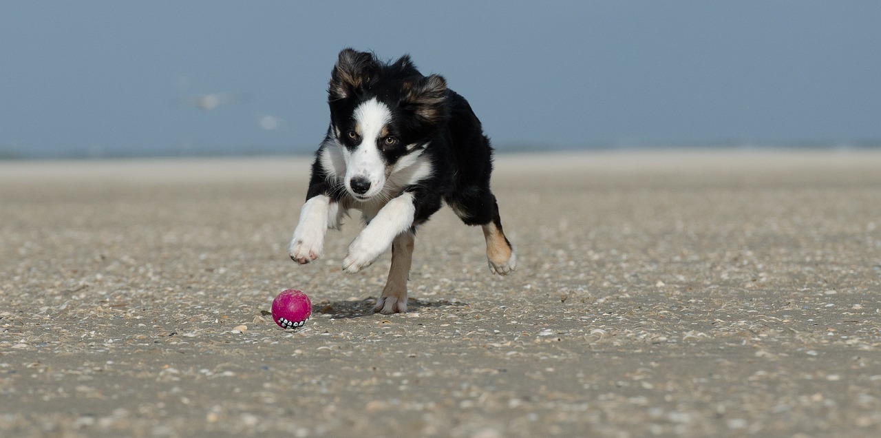 border collie