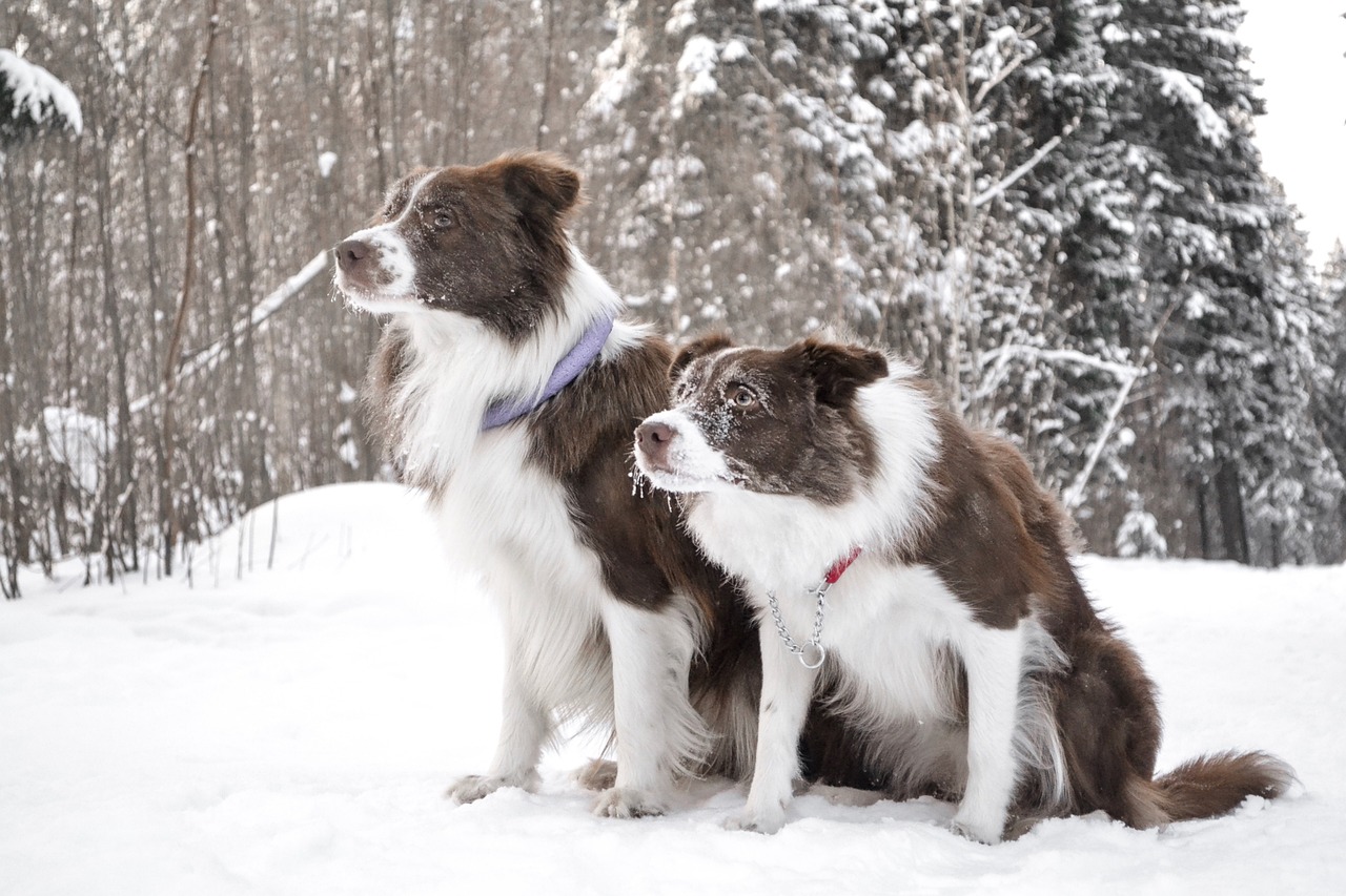 border collie