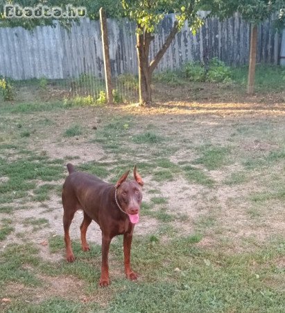 Eladó Dobermann szuka