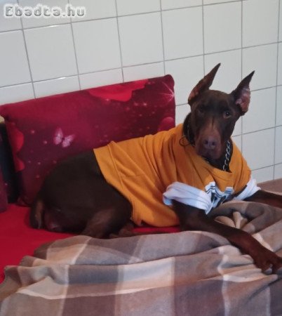 Eladó Dobermann szuka
