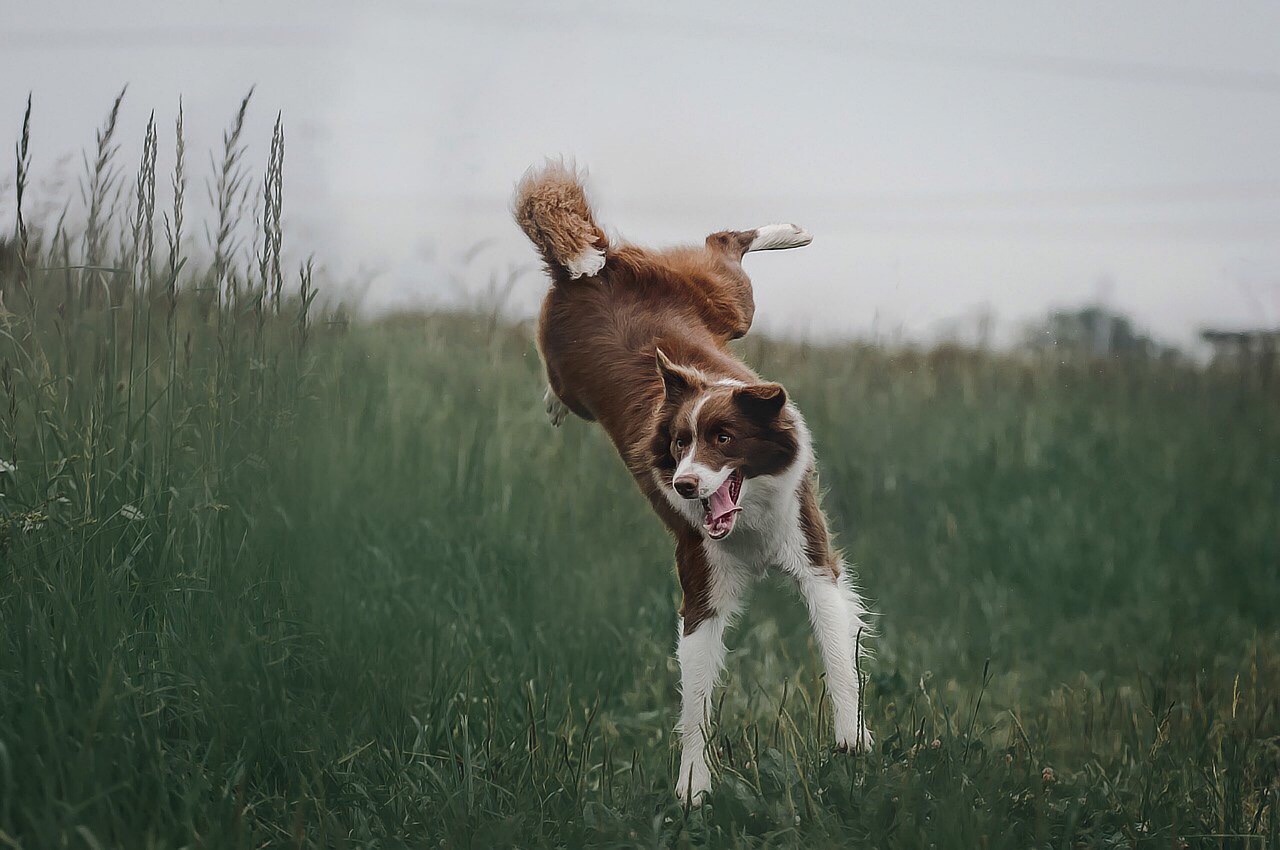 border collie