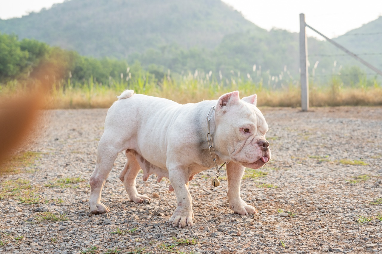 amerikai bulldog