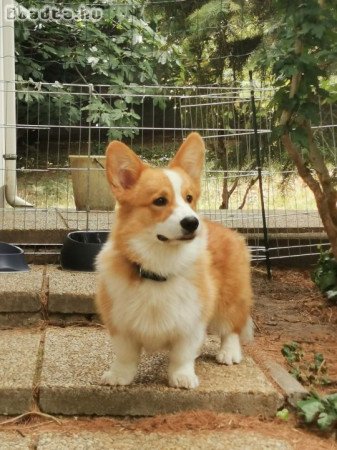Süti - Corgi