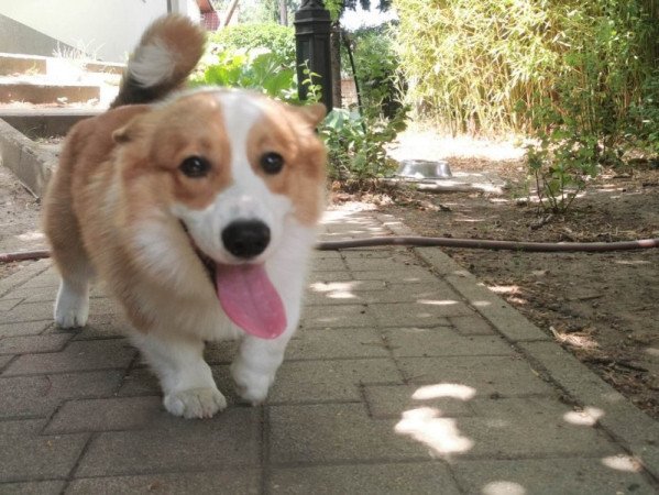 Corgi